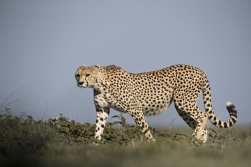 animal