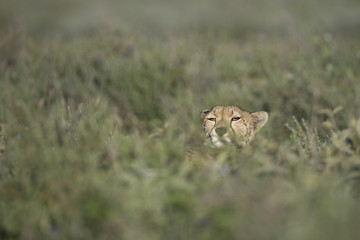 animal