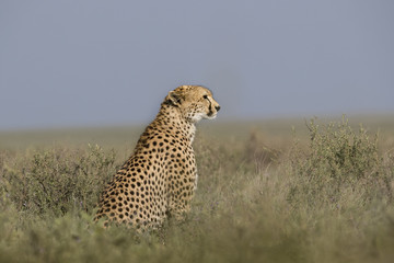 animal