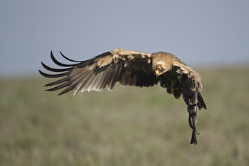 animal