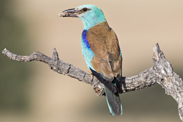 animal