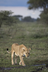 Fototapeta premium lion