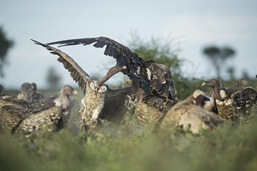 animal