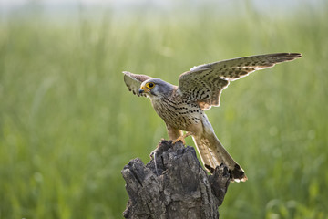 animal