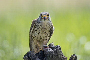 animal