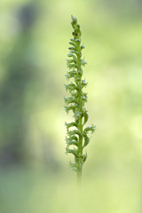 wild orchid