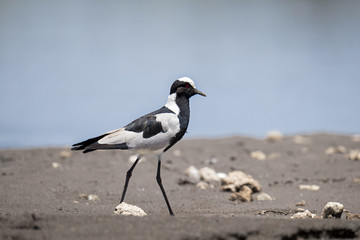 Fototapeta premium animal