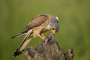 animal