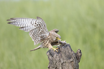 animal