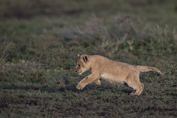 animal