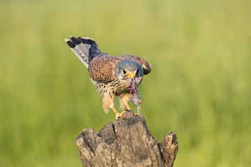 animal