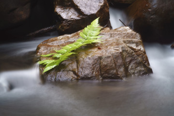 Leaves on a rock in the river
