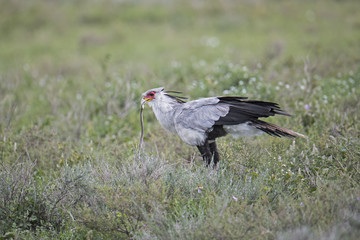 animal