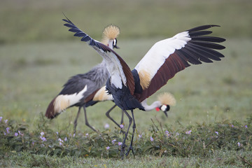 animal