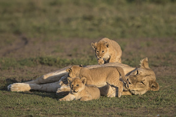 lion