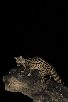 animal
