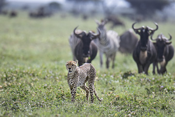 animal