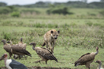 animal
