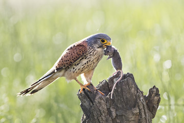 animal