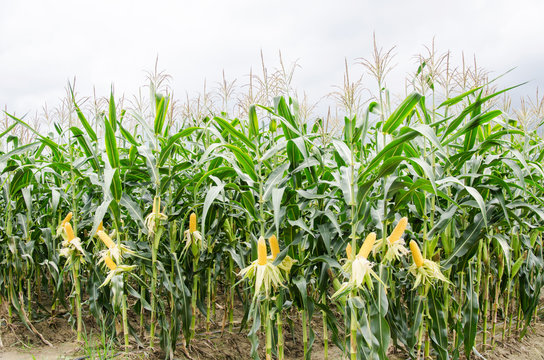 Corn Field Ready To Harvest,Ripe Corn Cob