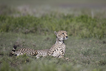 animal