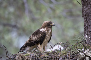 animal