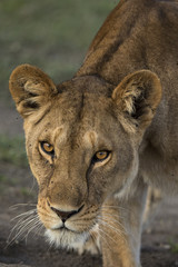 lion
