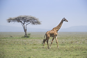 animal