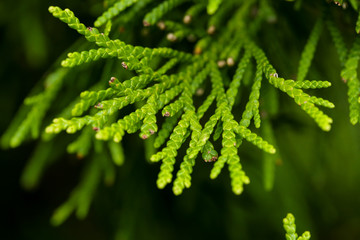 Macro closeup green tree leaf leaves branch nature outdoors