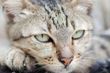 Close up of cat face looking the camera,Thai cat