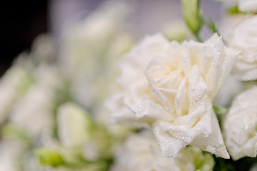 closeup droplet on white rose flower  / wedding flower decoration