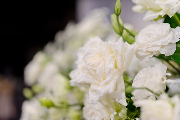closeup droplet on white rose flower  / wedding flower decoration