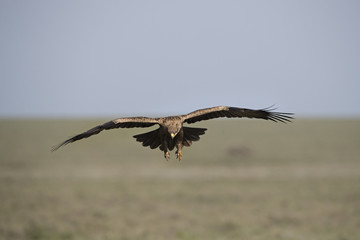 animal