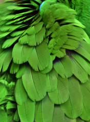 Macro photograph of the green-colored feathers of a macaw (parrot)