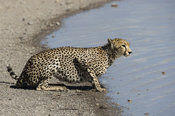 animal