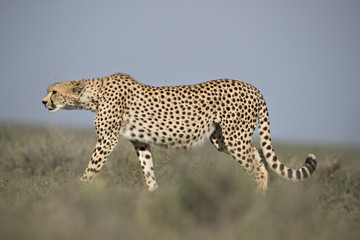 animal