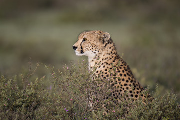 animal