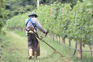 Worker mowing in  vineyards