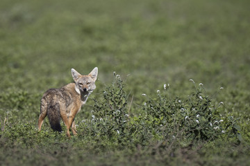 animal