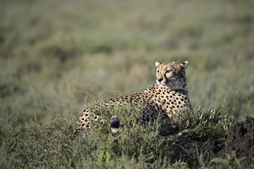 animal