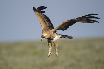 Animal