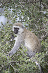 animal