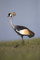 Obraz premium Animal