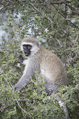 animal