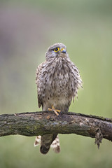 Animal