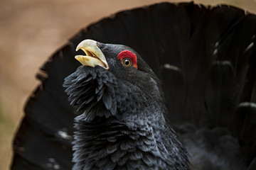 animal