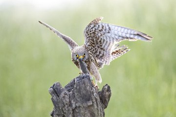 animal