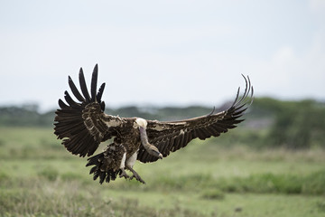 animal