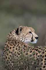 animal
