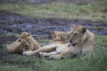 lion